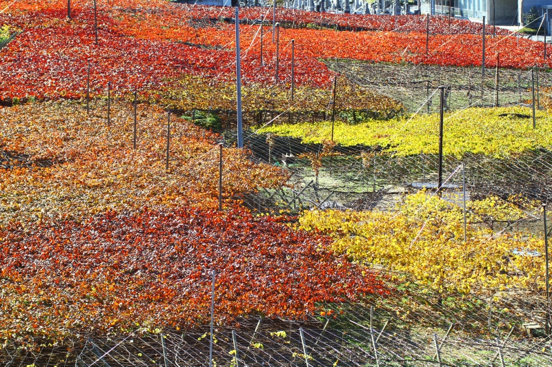 日本遺産探訪vol.2「甲州ブドウの聖地を巡る」を開催しました！